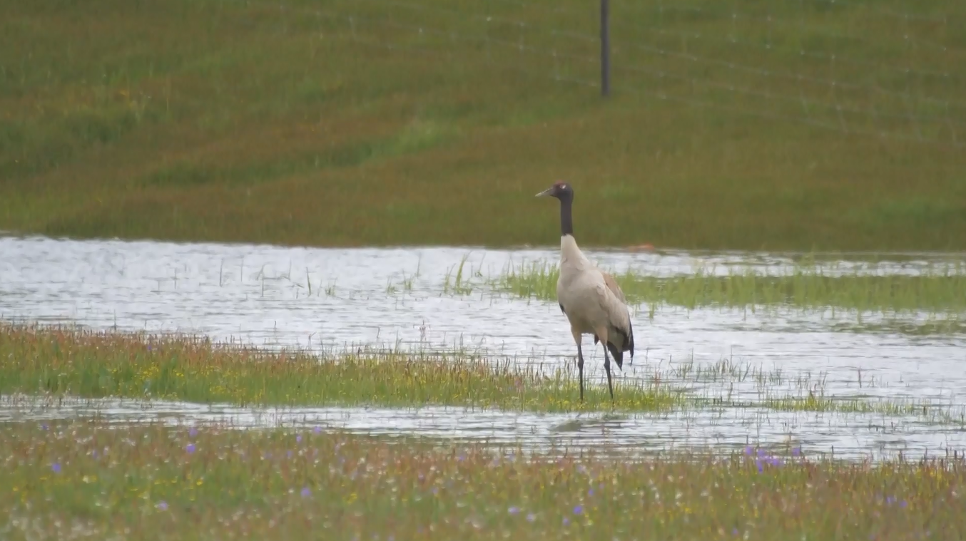 Populasi Bangau Leher Hitam Pulih seiring dengan Peningkatan Upaya Pelestarian Keanekaragaman Hayati di Tiongkok