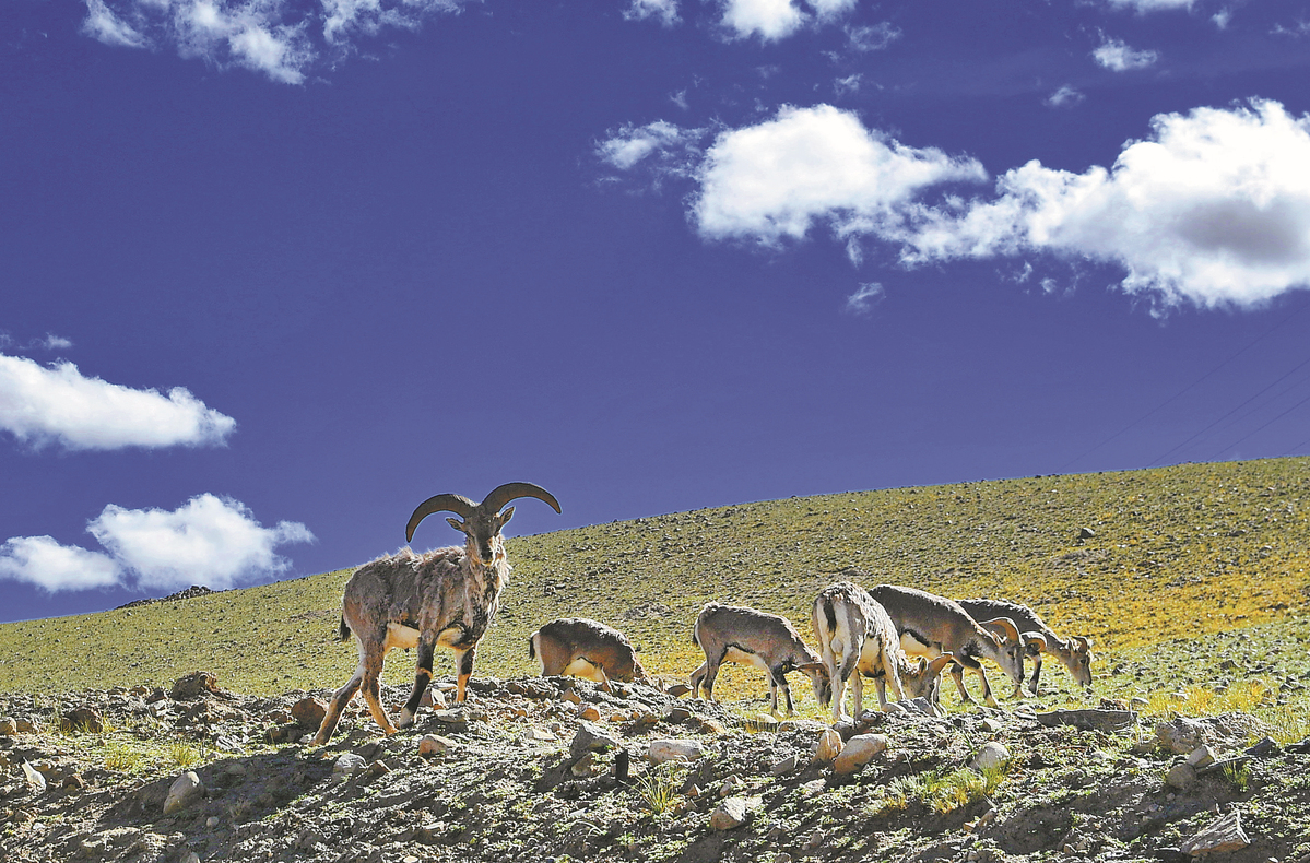 Teknologi modern memungkinkan para ilmuwan Tiongkok untuk mengembangkan pemahaman yang lebih baik tentang Dataran Tinggi Qinghai-Tibet yang luas melalui integrasi internet berbasis drone ke dalam pemantauan lingkungan di kawasan itu