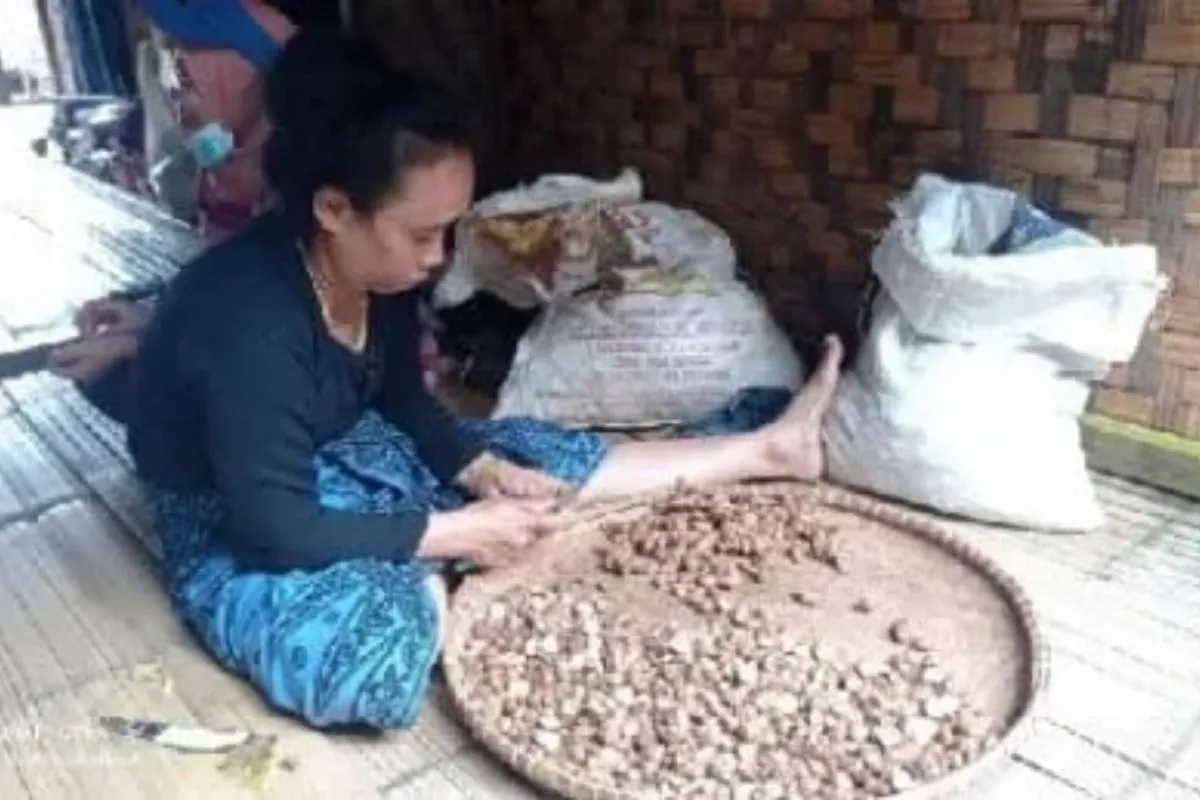 Komoditas Kencur dan Jahe Jadi Unggulan Ekonomi Masyarakat Badui