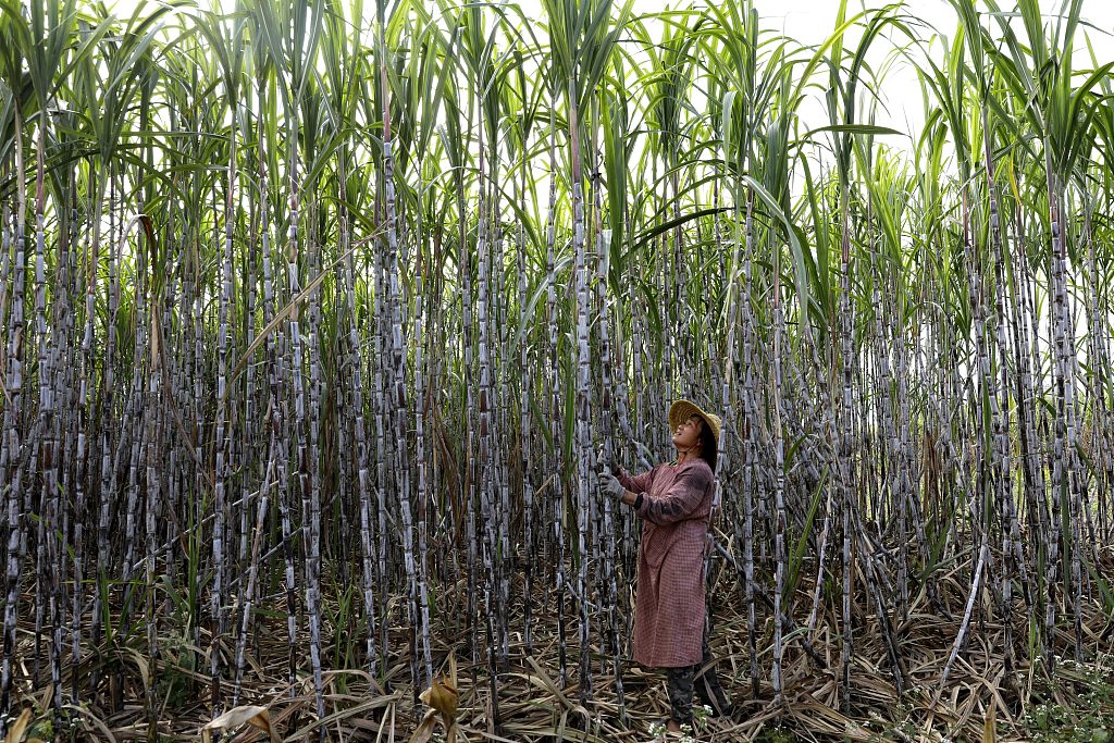 Dua pertiga gula yang diproduksi di Tiongkok berasal dari wilayah ini