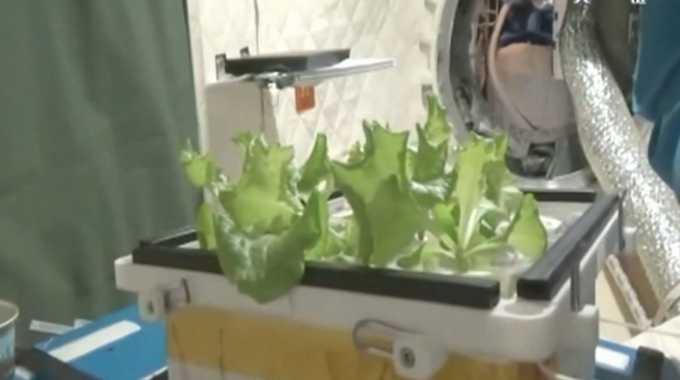 Satu Dekade Menanam Sayuran di Atas Stasiun Ruang Angkasa Tiangong Milik Tiongkok