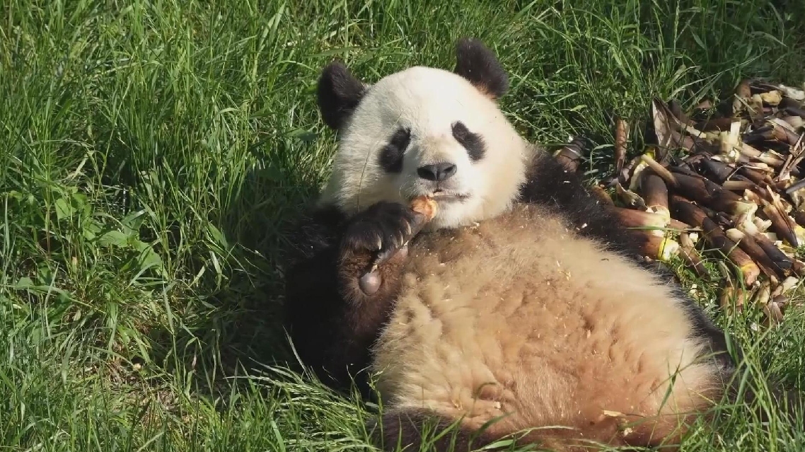 Panda Raksasa Mengubah Waktu Makan Camilan Menjadi Waktu Bermain yang Menyenangkan