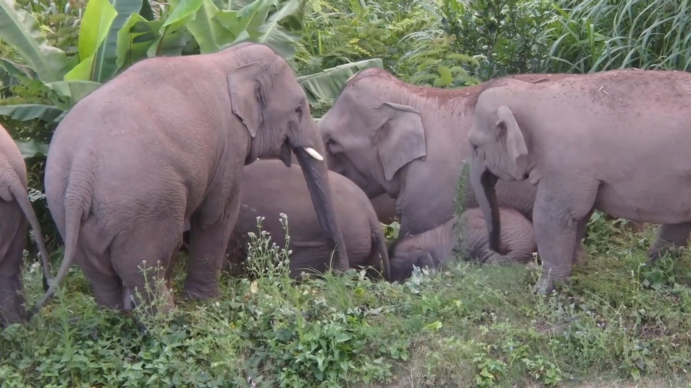 Populasi Gajah Liar Asia di Yunnan Capai 300 Ekor