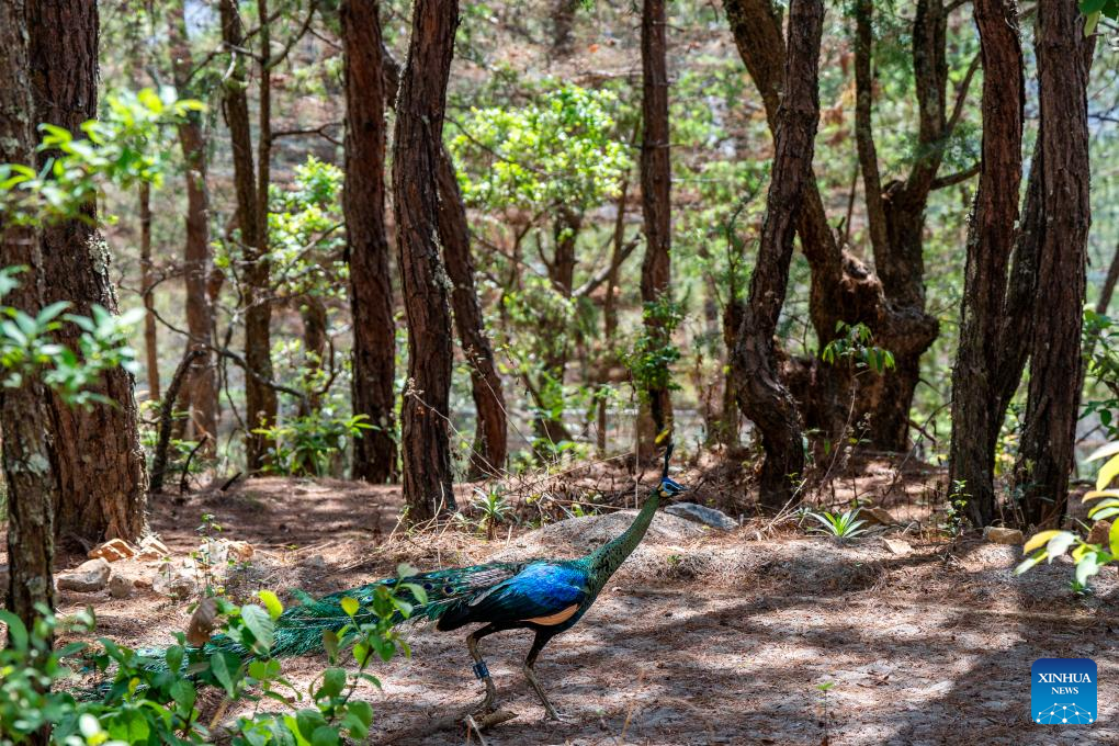 Burung-burung muda tersebut ditemukan pada pertengahan bulan Mei melalui pengawasan kamera di pusat pelatihan yang terletak di cagar alam provinsi merak hijau Weishan Qinghua di Prefektur Otonomi Bai
