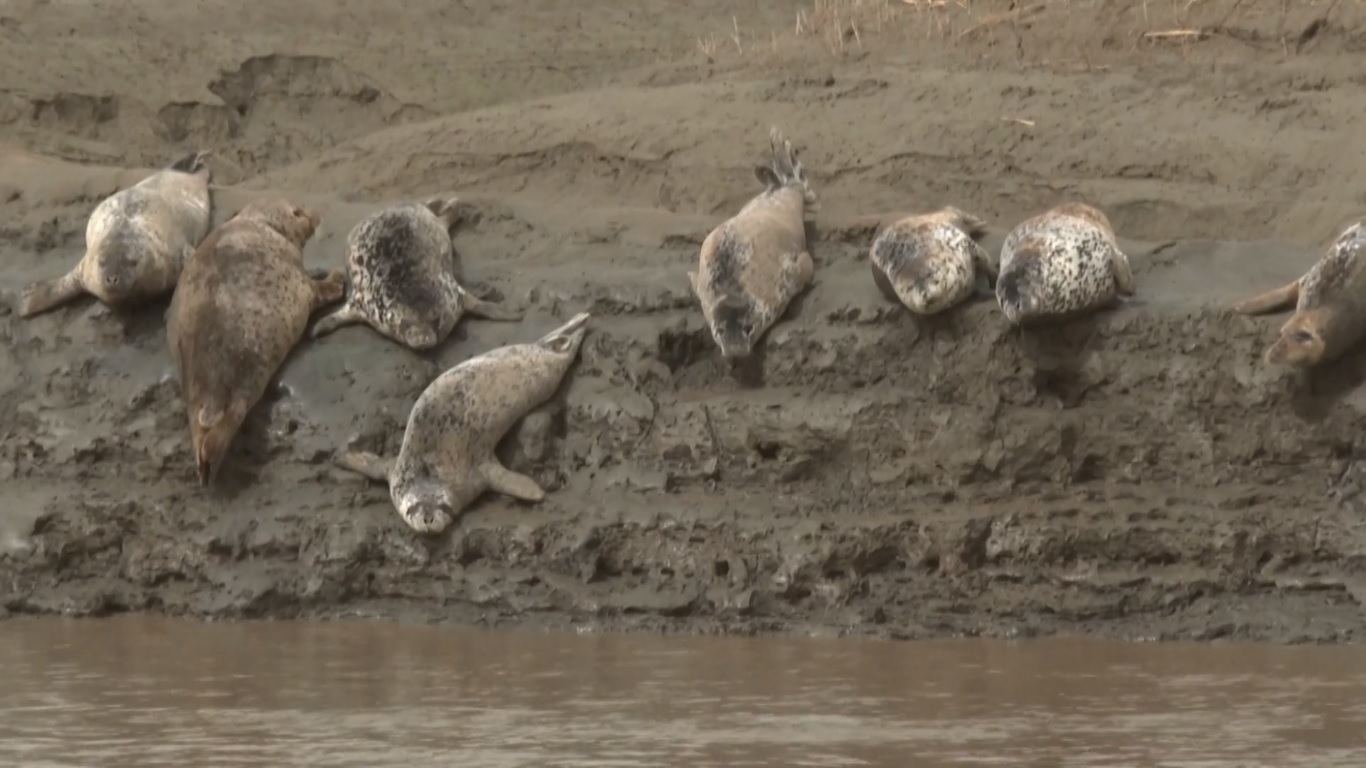 Para ahli konservasi mengatakan bahwa mereka terus mengawasi populasi anjing laut dan berupaya mengembalikan anjing laut yang terdampar ke koloninya