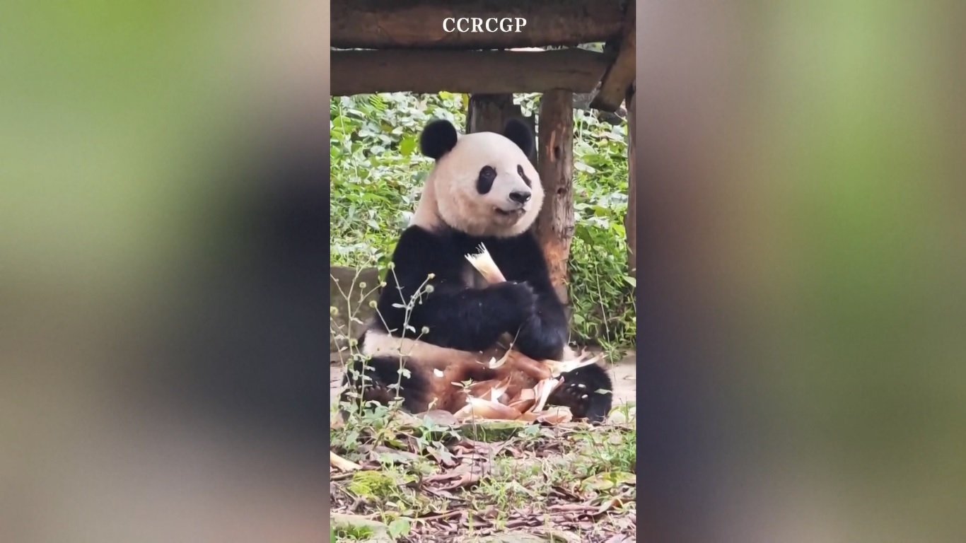 Xiang Xiang lahir pada tanggal 12 Juni 2017 dari ibu Xian Nv dan ayah Bi Li