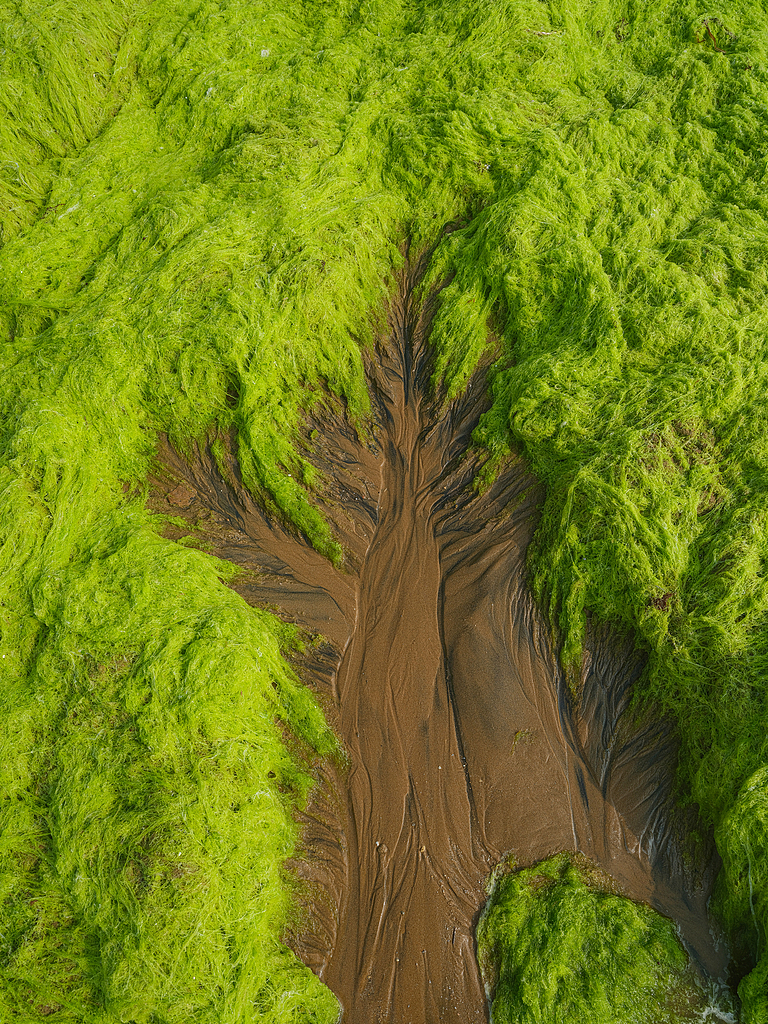 Melihat Selada Tali &#039;Pohon Pasang Surut&#039; di Qingdao