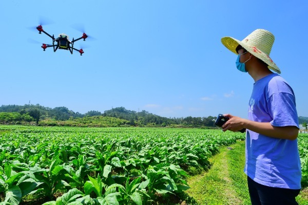 Di ladang gandum desa Guwei di Kabupaten Lujiang