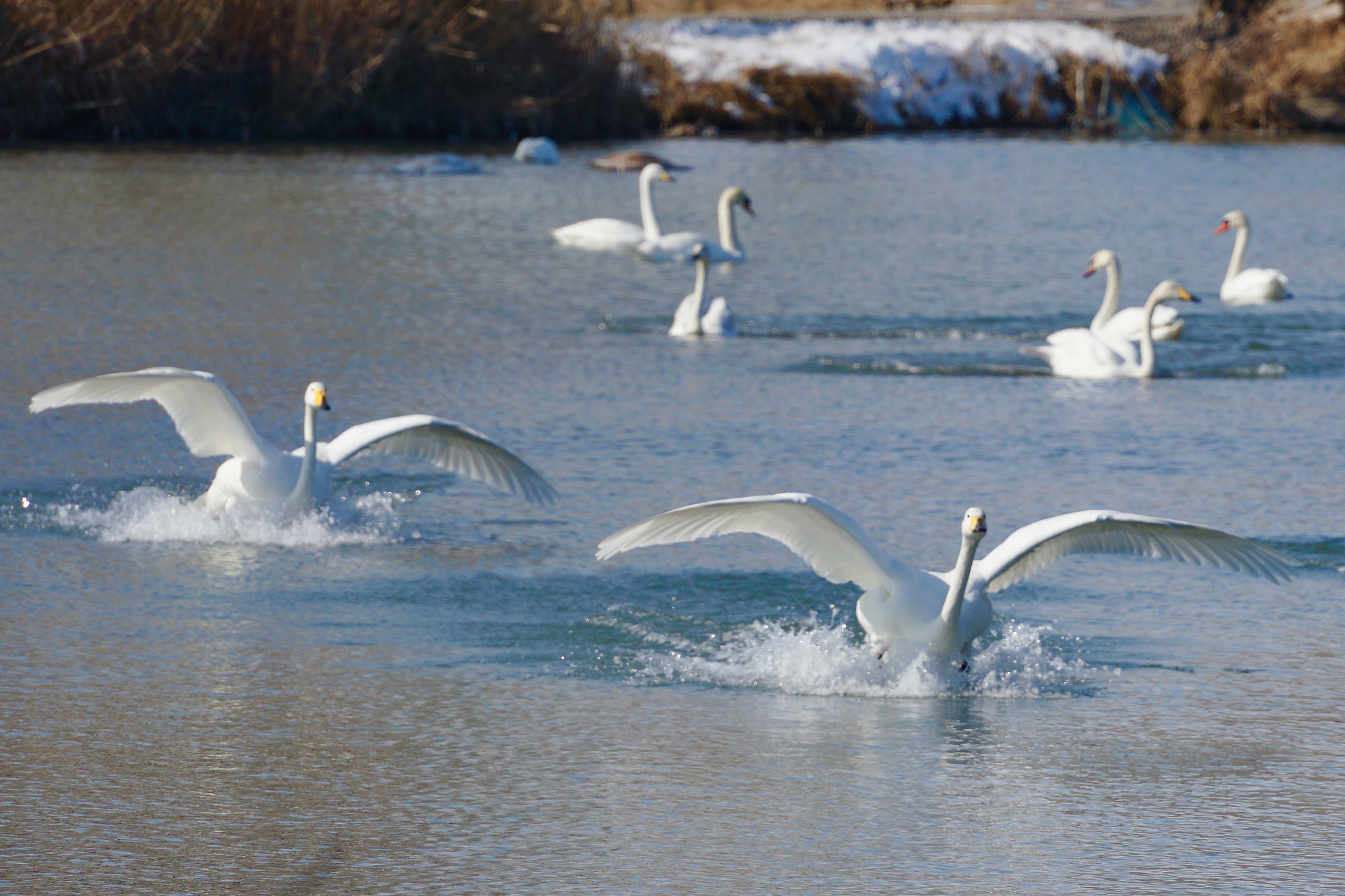 Sejak awal tahun 1990-an