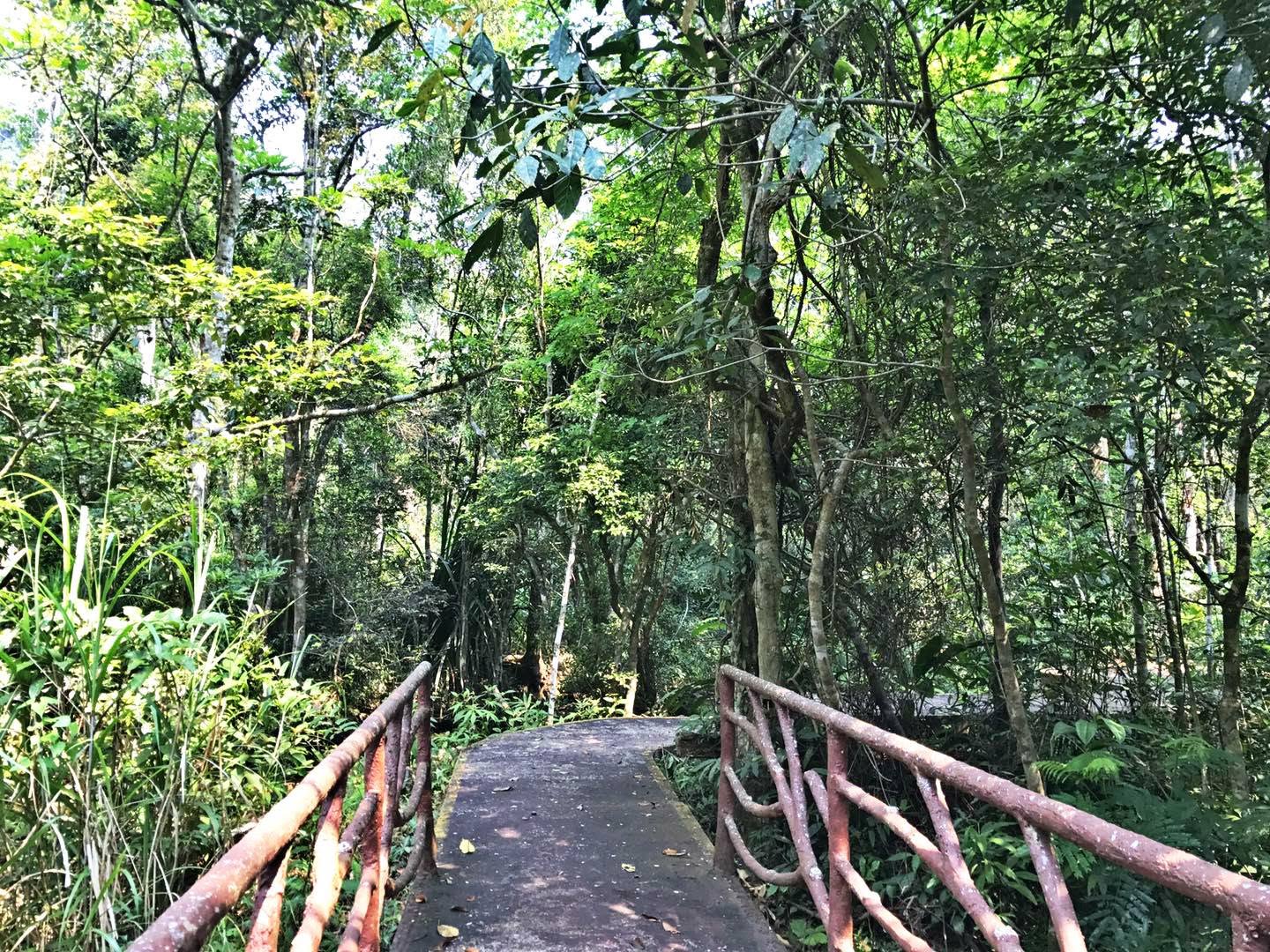 Kelompok Pertama Taman Nasional Tiongkok Mencatatkan Kemajuan Ekologis Yang Signifikan
