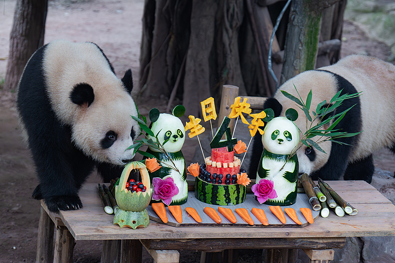 Panda kembar Xingxing dan Chenchen merayakan ulang tahun keempat mereka di Kebun Binatang Chongqing