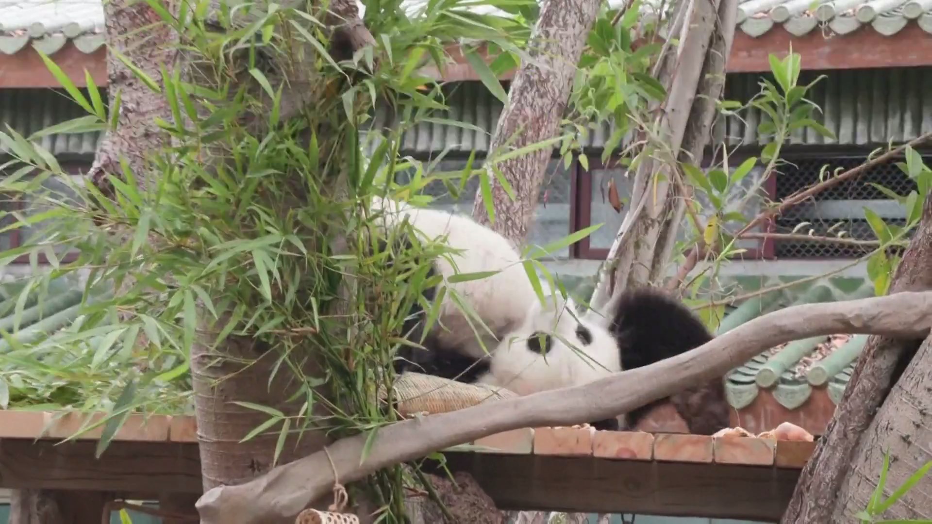 Panda raksasa Yayi di Kebun Binatang Guangzhou di Provinsi Guangdong