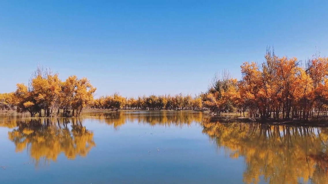 Hutan Pohon Poplar Gurun di Xinjiang, Tawarkan Pemandangan Musim Gugur yang Menakjubkan