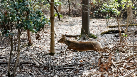 Untuk melindungi spesies