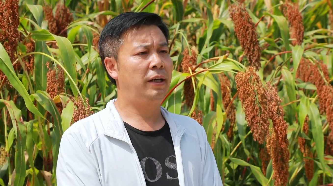 Sebuah Wilayah di Guizhou Sambut Panen Sorgum