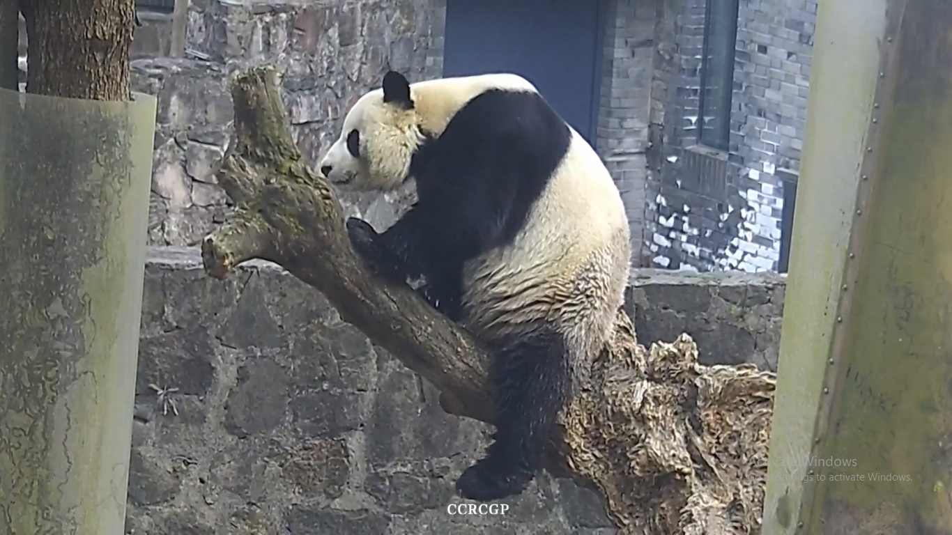 Pusat Penelitian dan Konservasi Tiongkok untuk Panda Raksasa (CCRCGP) di Provinsi Sichuan