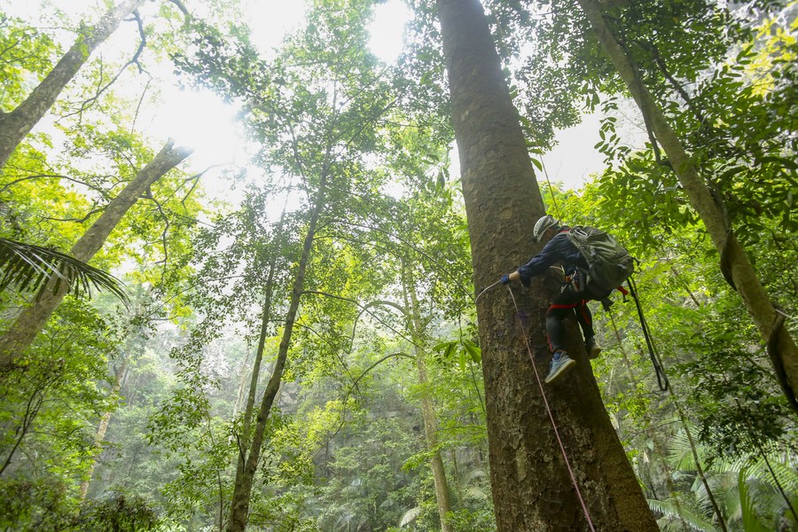 Para ilmuwan menyebut pohon berumur hampir 150 tahun tersebut menjulang di atas cekungan gugusan puncak (peak cluster depression)