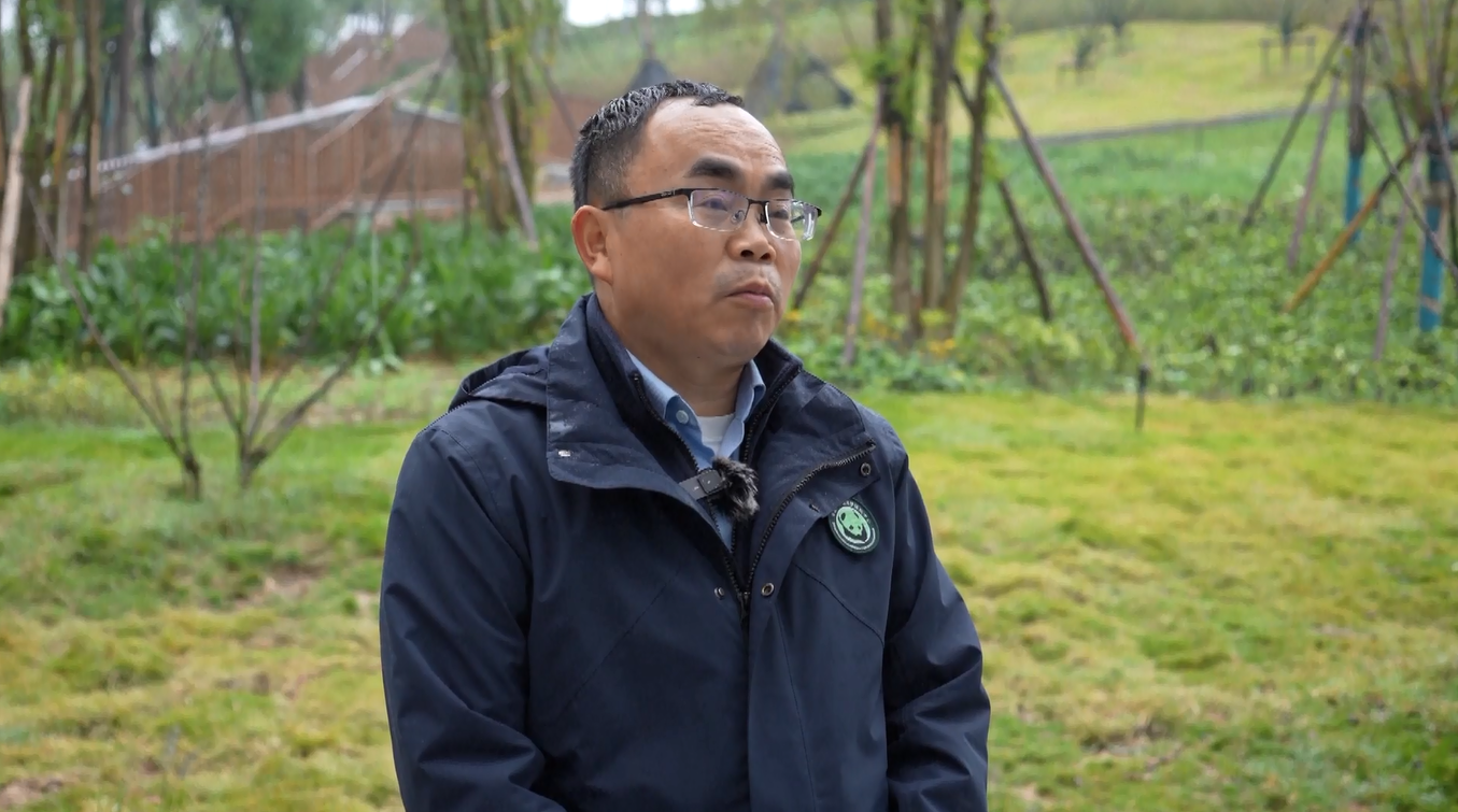 Pangkalan Panda Raksasa Terbaru Mulai Uji Coba Operasi di Sichuan