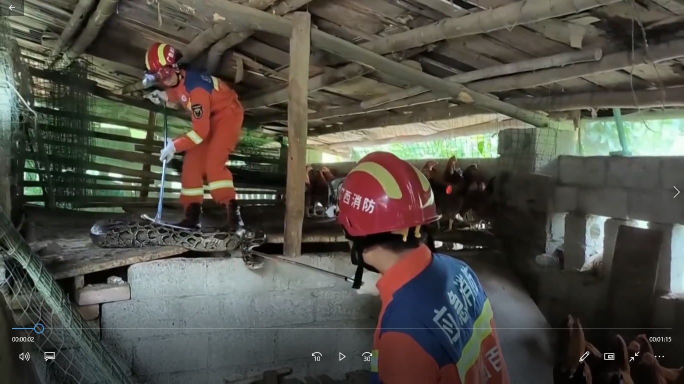 Ular piton tersebut terlihat menelan ayam hidup-hidup di kandang ayam oleh pemilik peternakan