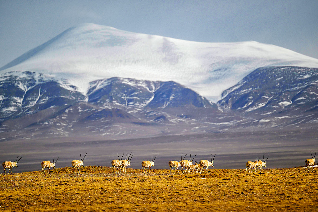 Cagar alam ini adalah habitat antelop Tibet