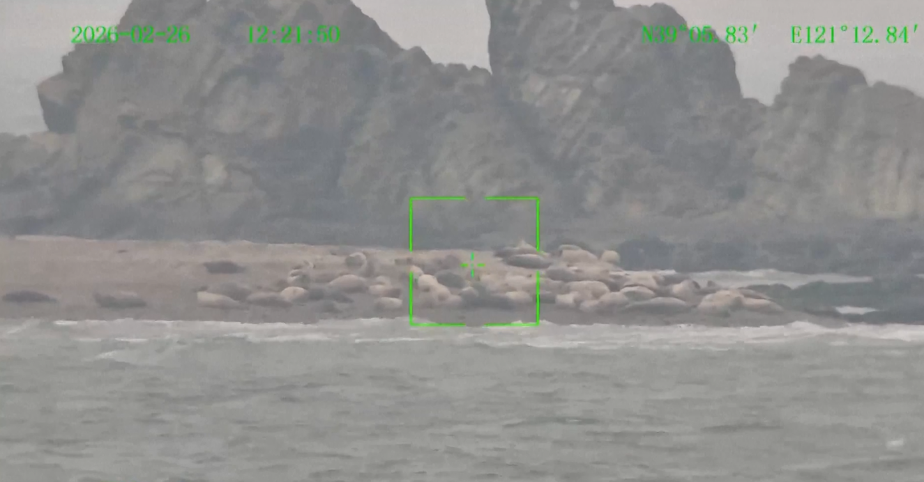 Tiongkok Tingkatkan Patroli di Teluk Liaodong untuk Lindungi Anjing Laut Tutul selama Musim Kawin