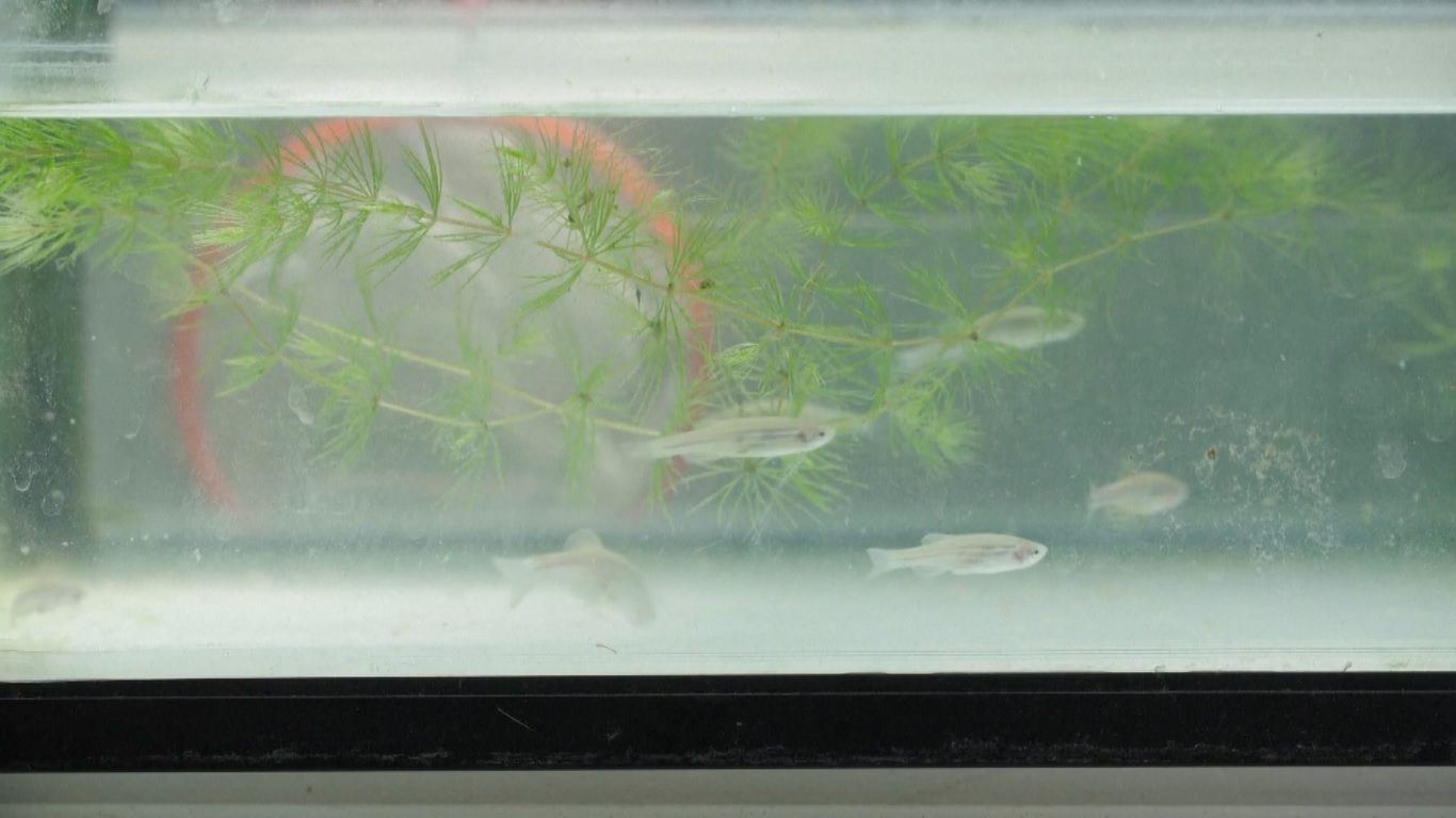 Dengan menggunakan ikan zebra dan ganggang ikan mas untuk membangun ekosistem akuatik yang dapat bersepeda sendiri di orbit